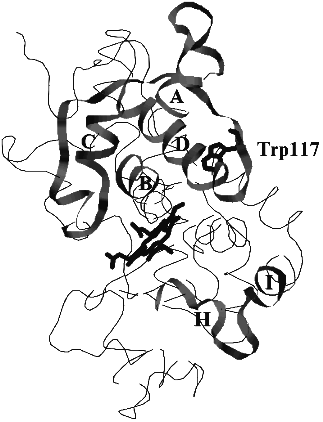 The model structure of horseradish peroxidase.