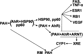 Scheme 4