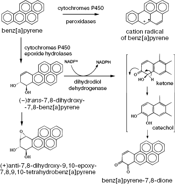 Scheme 5