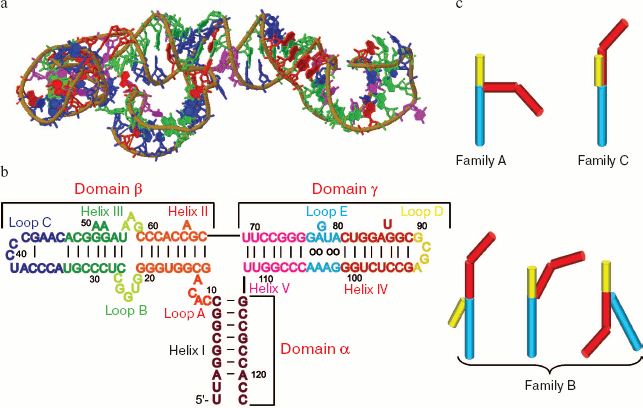 rrna structure and function