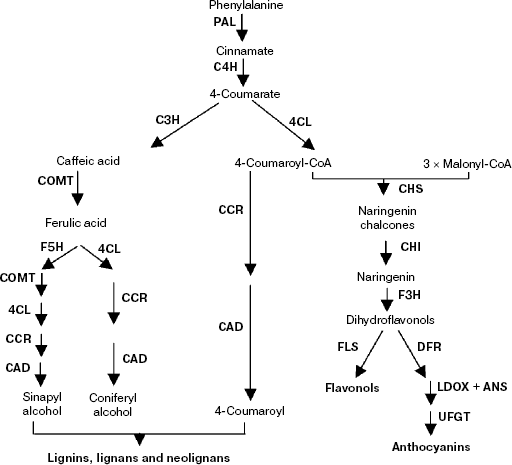 Leucine Biosynthesis Pathway